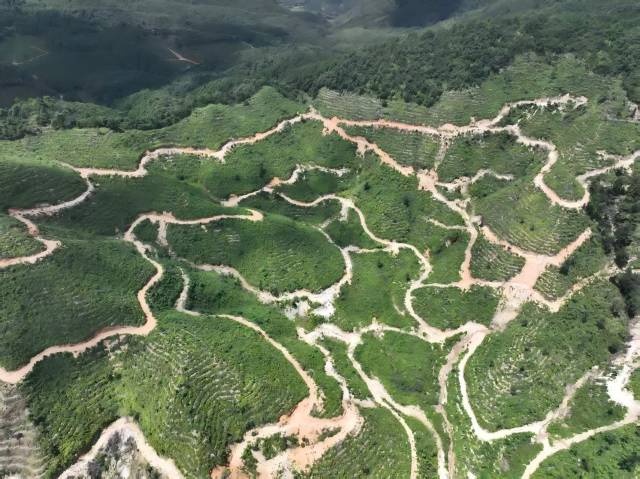 北山野“小辛香”如何迈向“大市场”pg电子试玩一颗山苍子的新生：粤(图3)