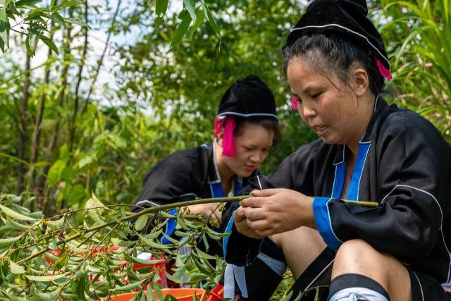 北山野“小辛香”如何迈向“大市场”pg电子试玩一颗山苍子的新生：粤(图4)